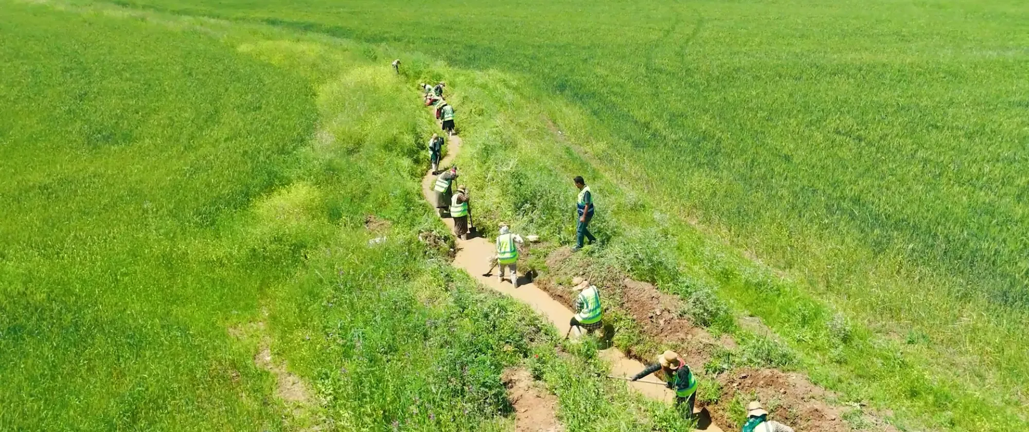 agriculture workers working in the field